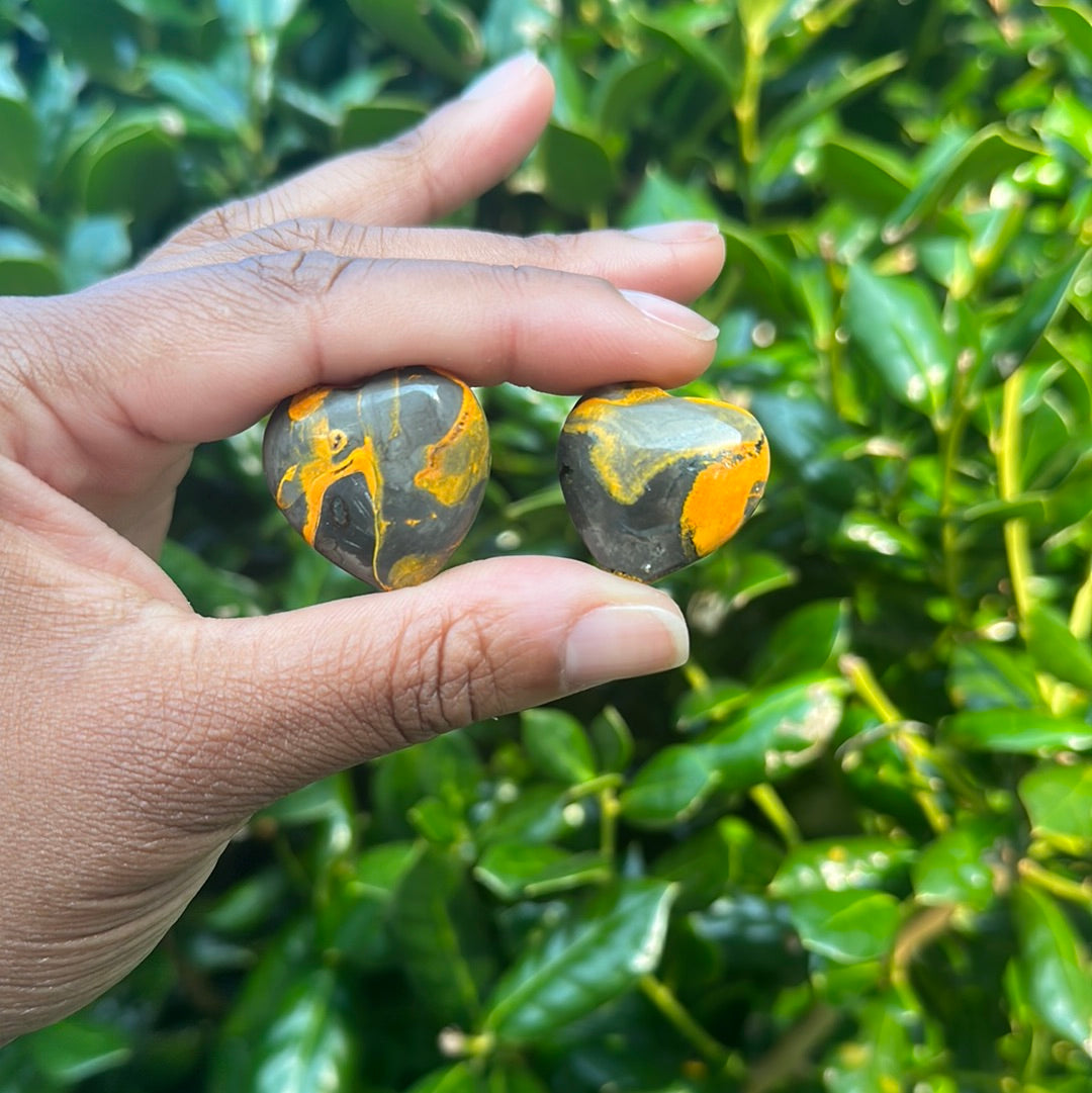 Bumble Bee Jasper Hearts